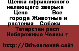 Щенки африканского нелающего зверька  › Цена ­ 35 000 - Все города Животные и растения » Собаки   . Татарстан респ.,Набережные Челны г.